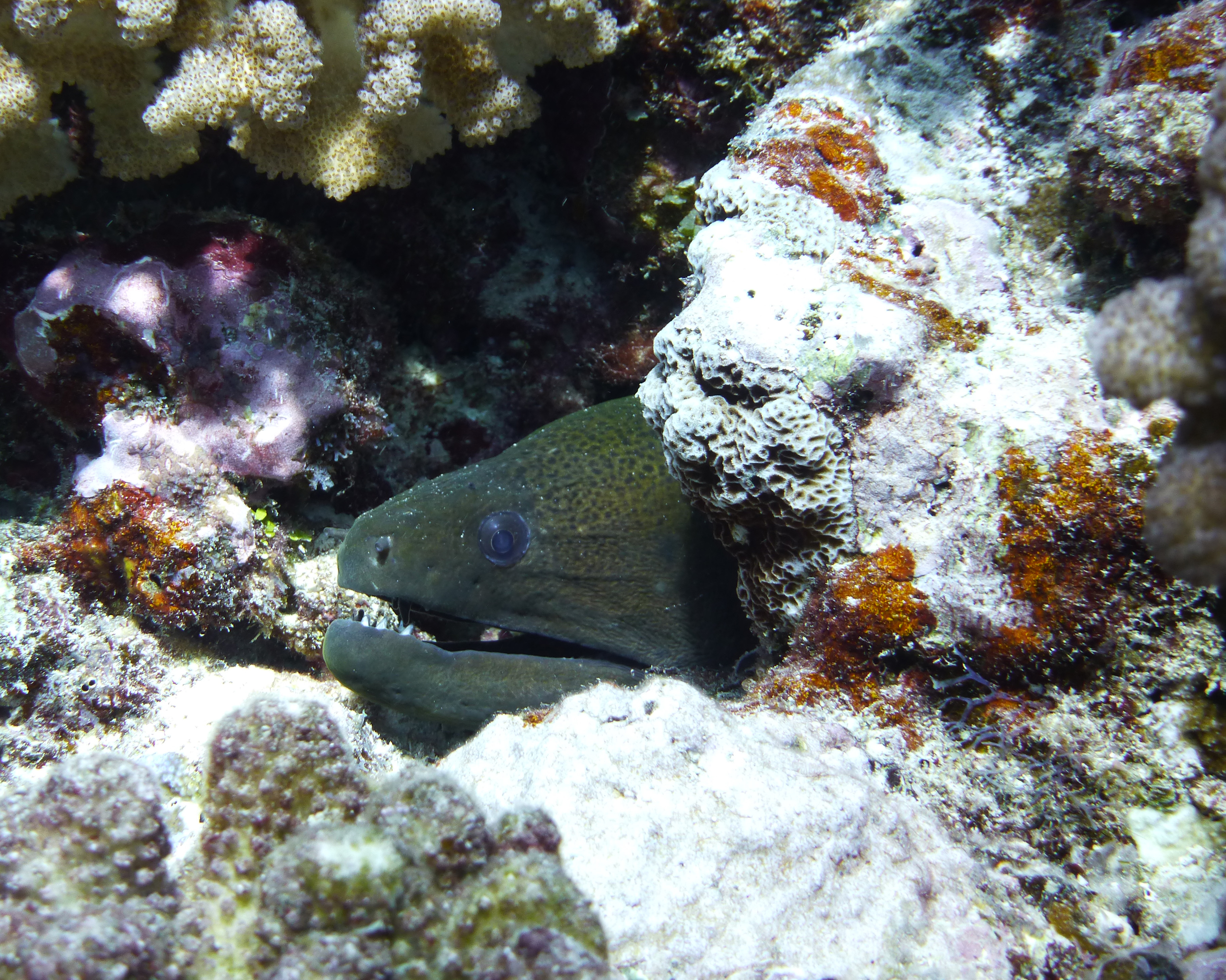 Giant moray eel, Mo'orea 2019.